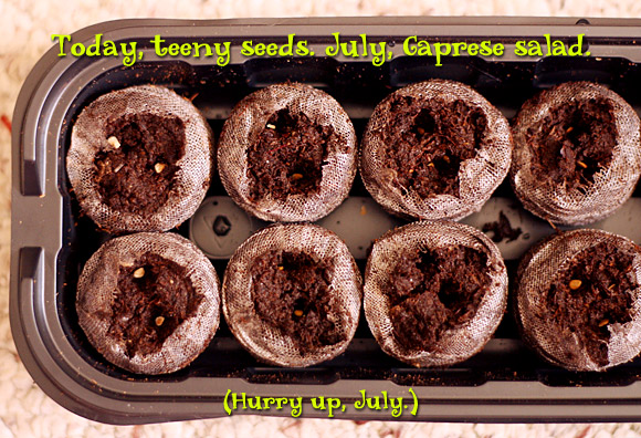 Today, teeny seeds.  July, Caprese salad.  (Hurry up, July)