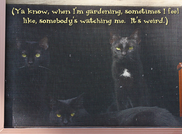 Ya know, when I'm gardening, sometimes I feel like somebody's watching me. It's weird.