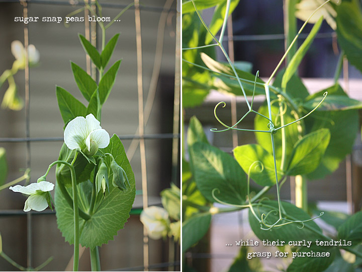 Sugar snap peas bloom while their curly tendrils grasp for purchase