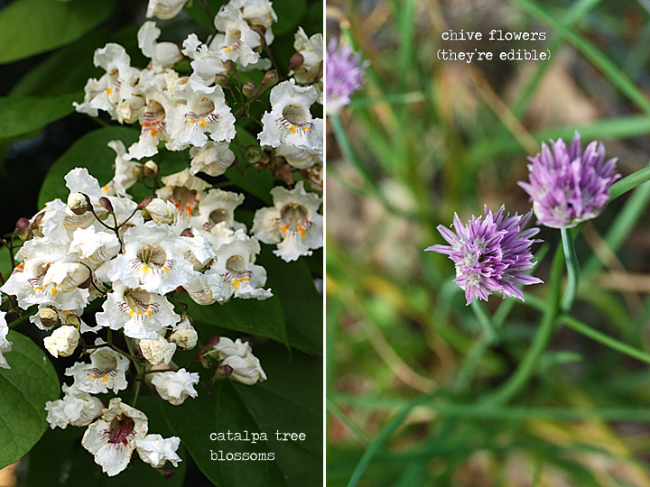 catalpa tree blossoms + chive flowers