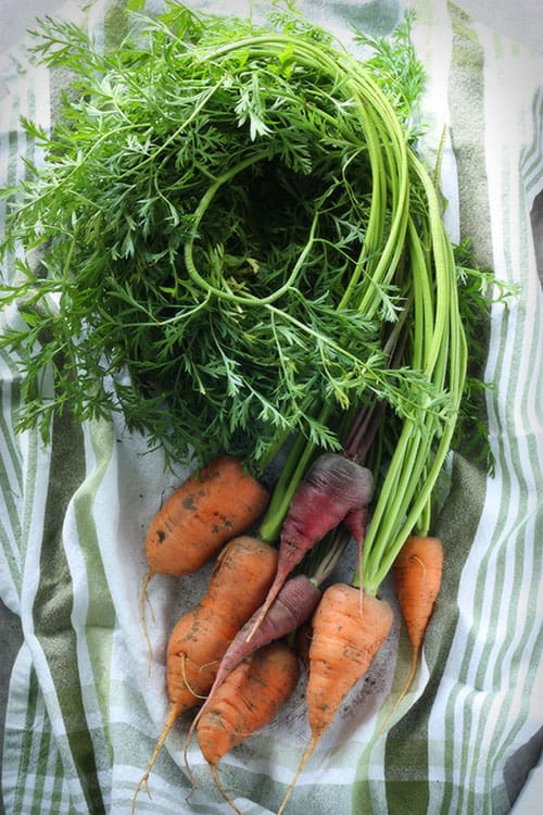 A bunch of freshly harvested carrots from the garden