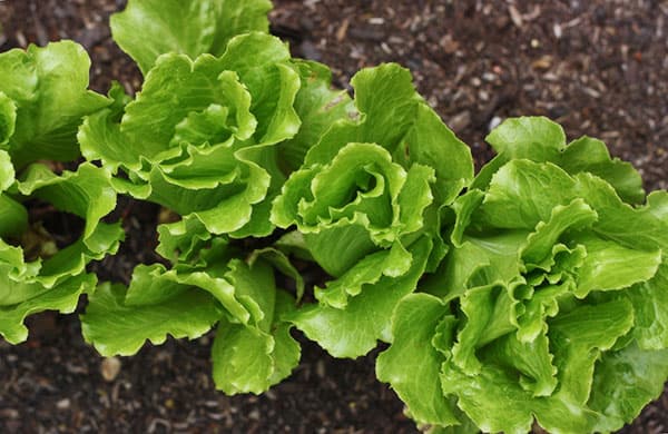 Young romaine lettuce plants growing in the spring garden