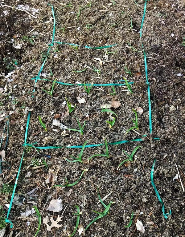 Garlic bed with spring garlic sprouts