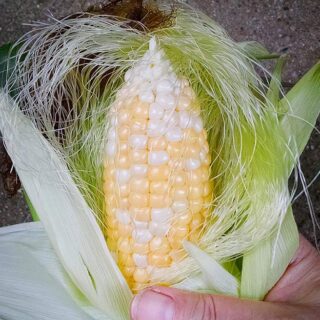 Preserving Corn