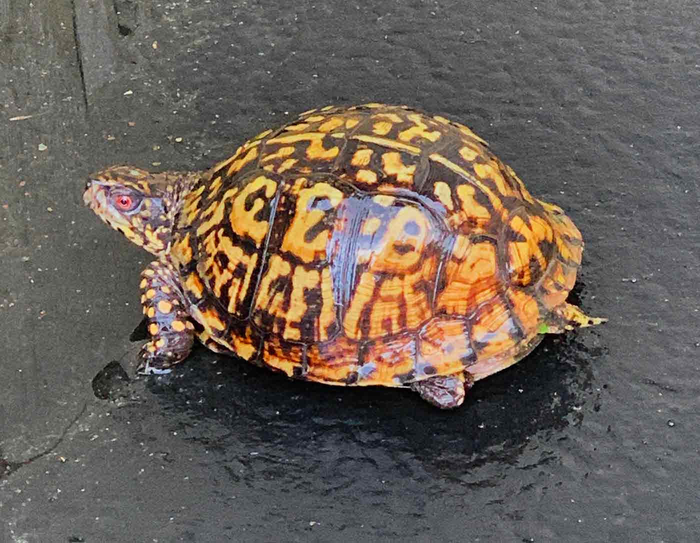 Box turtle