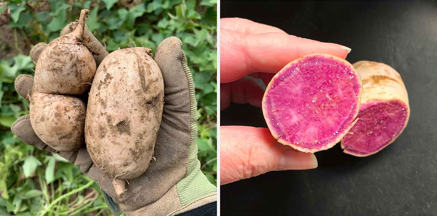 Freshly dug Okinawan Purple Sweet Potatoes; photo of purple interior cross-section