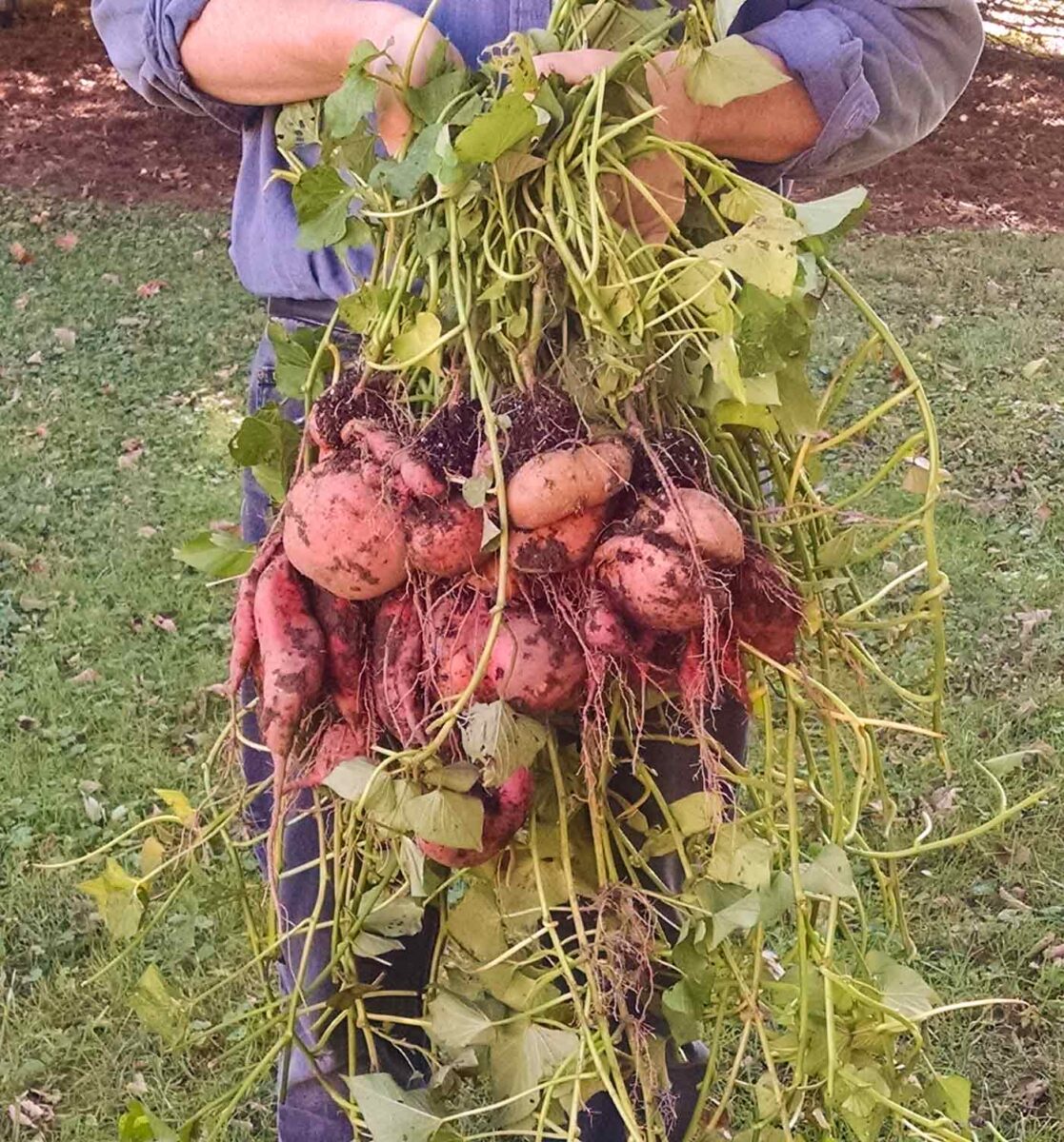 How Long to Bake Sweet Potatoes SoupAddict