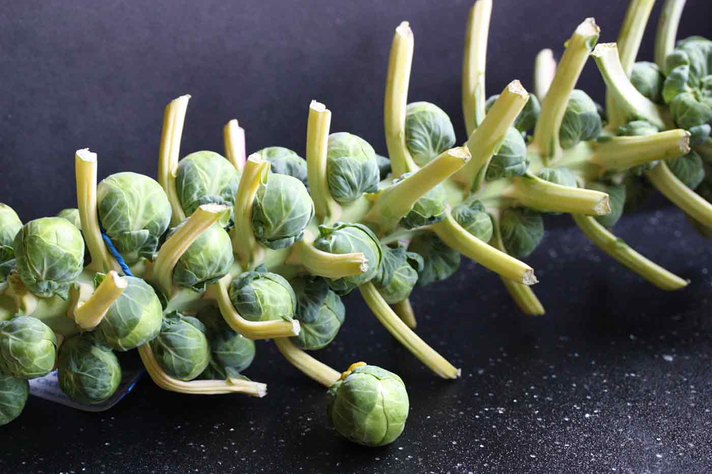 Brussels sprout stalk.